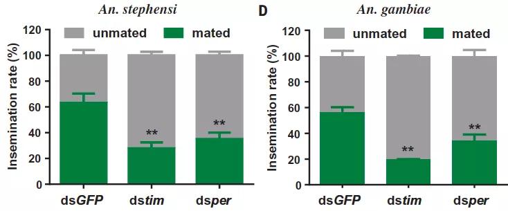 黃昏交配，群蚊亂舞，都是生物鍾在作祟？