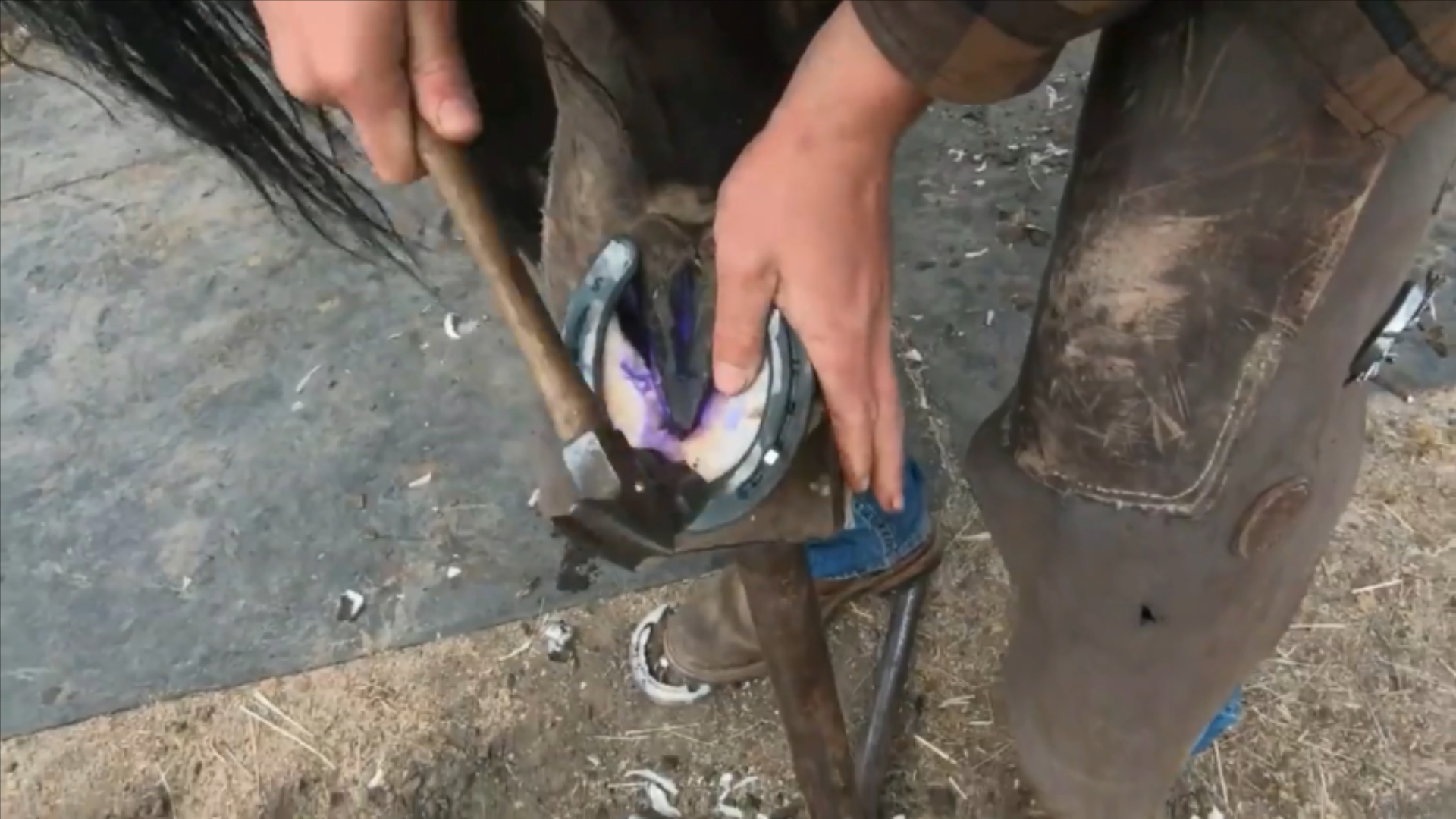 為什么要釘馬蹄鐵？馬兒不疼嗎？