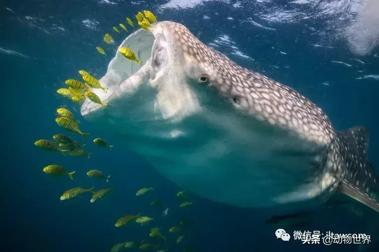 世界上体型最大的鱼类鲸鲨