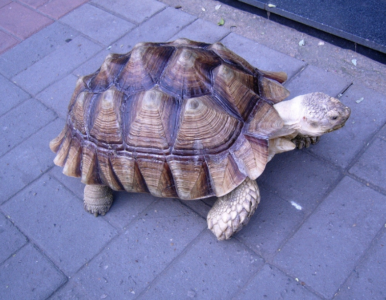 最好養活的動物！養龜怎麽養才不會死掉？平常都吃什麽呢？