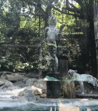 全红婵完成小目标，师哥带她去动物园，看老虎跳水，网友留言亮了