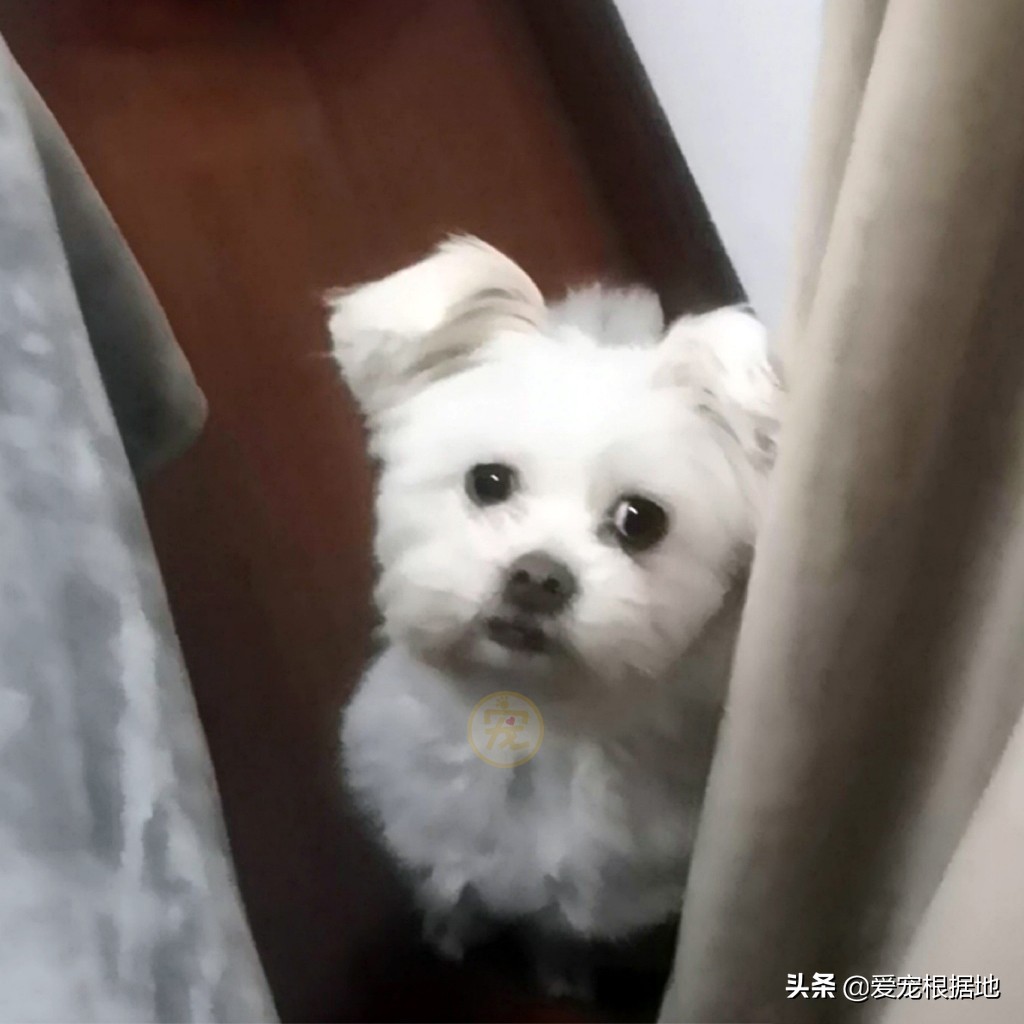 八岁老犬意外走失 找到后牙齿被打断 梦中依然在发抖 爱宠根据地 Mdeditor