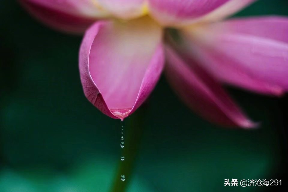 晏几道一首小众《鹧鸪天》，格调高雅，旖旎中的一股清流-第7张图片-非凡网
