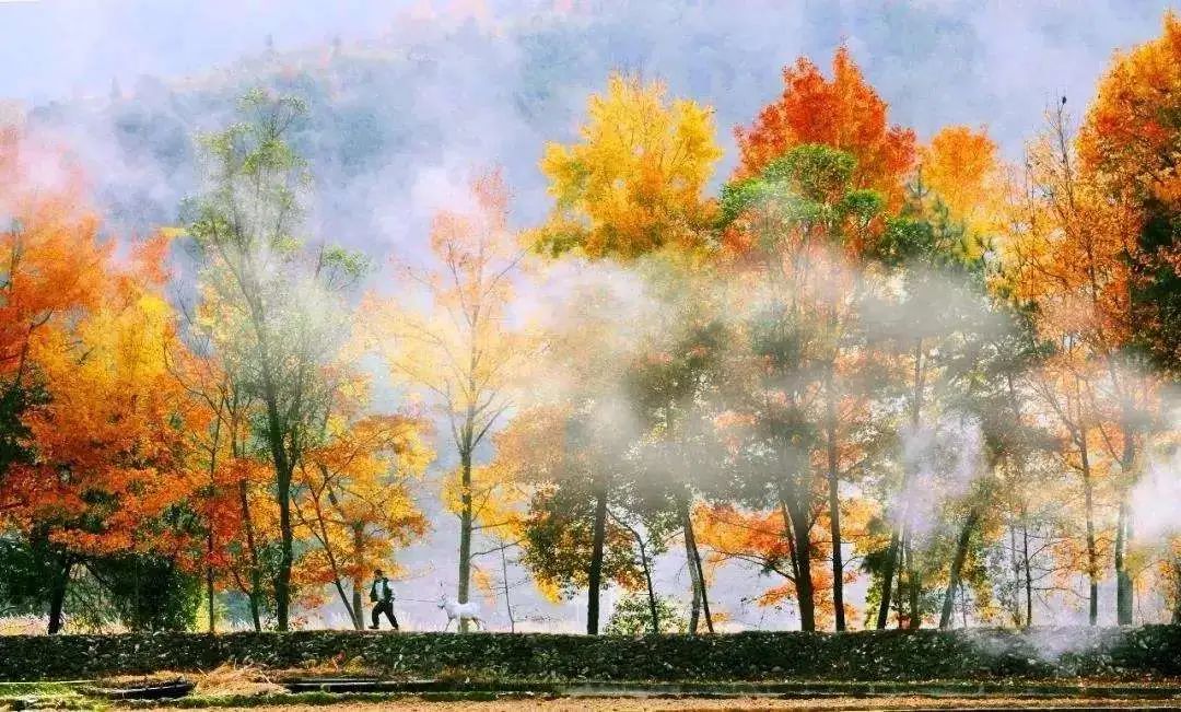 Missing these 14 maple viewing areas in November is equivalent to missing the entire autumn