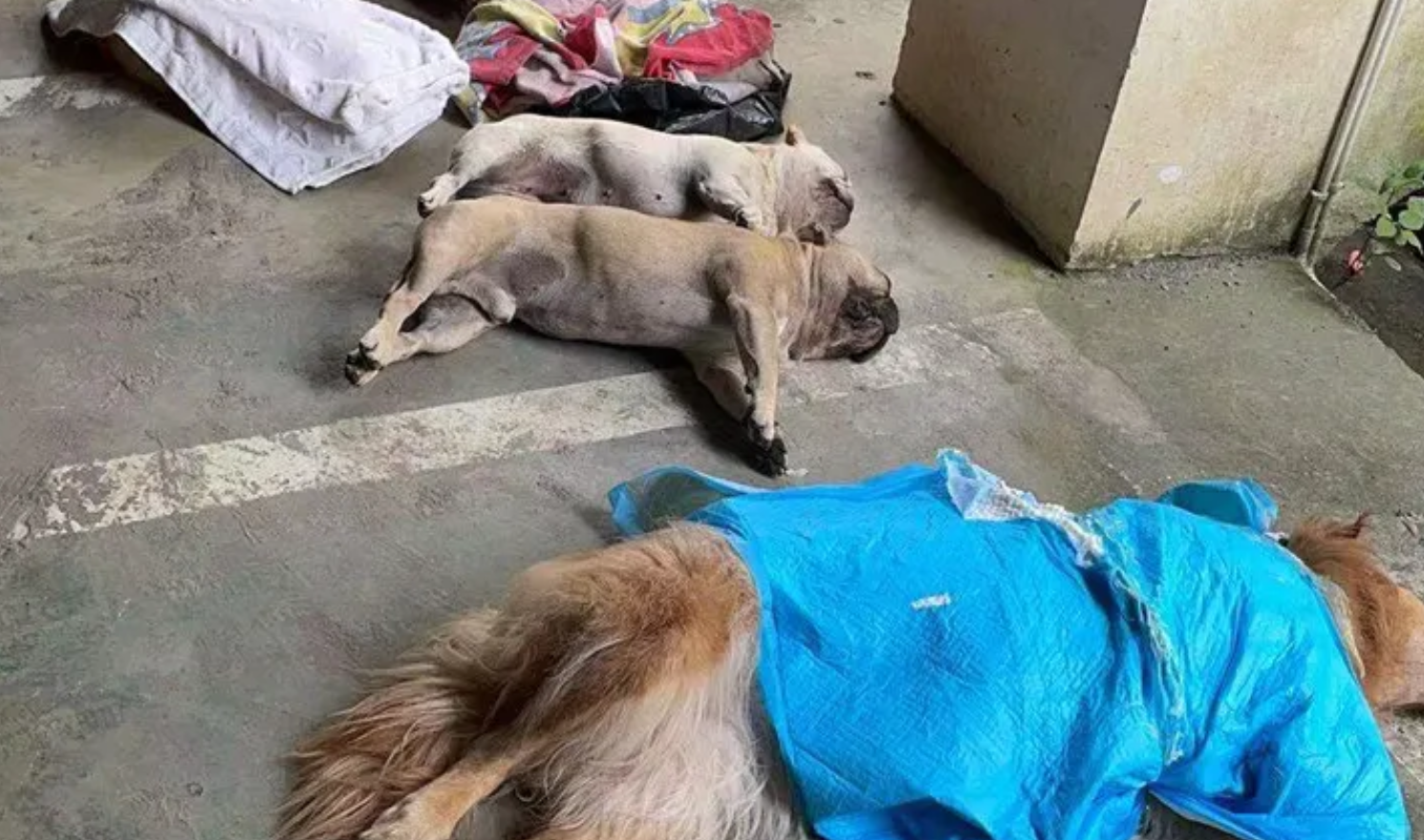 贵州一小区8条宠物狗被毒死主人怀抱尸体崩溃大哭网友自找的