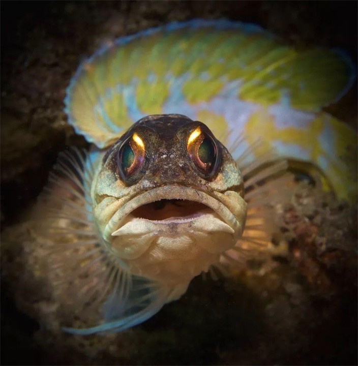 鱼类的嘴巴图片