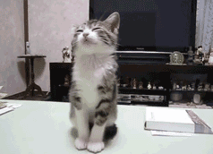 他们让云撸猫变成现实，台湾大学开发手持VR设备解救吸猫人