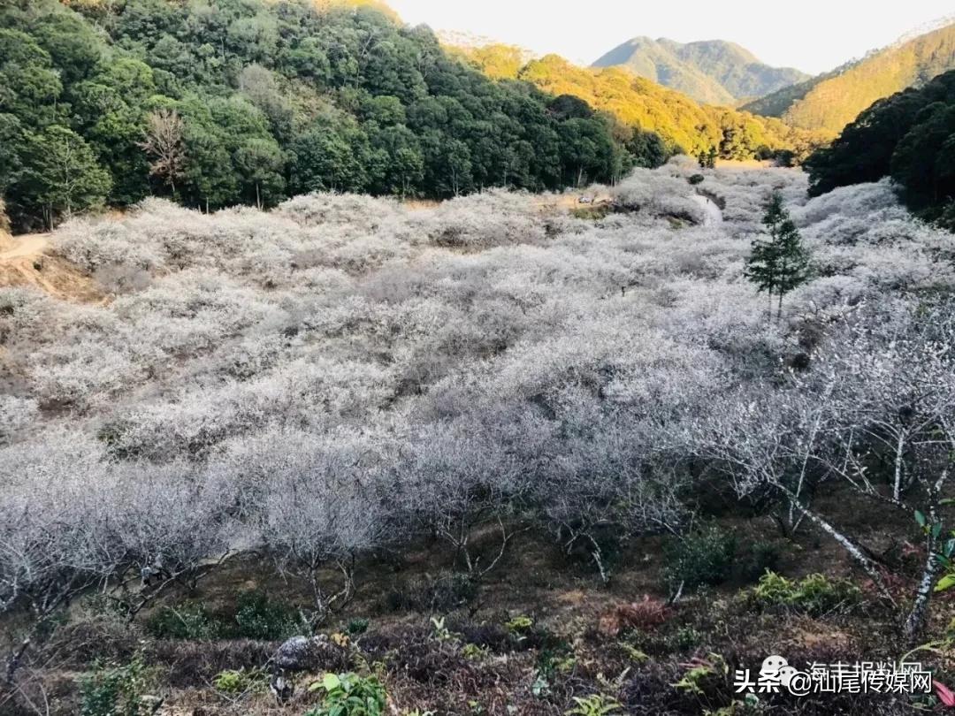 太美了！海丰这里藏着一大片白色如雪的梅花海，竟没人知道…