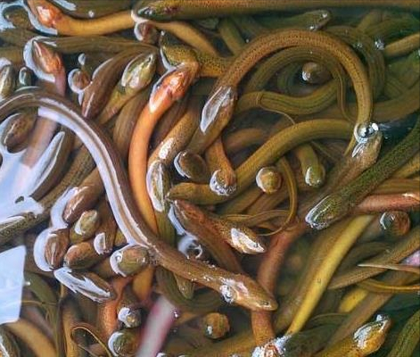 孟加拉黄鳝产地在哪孟加拉黄鳝价格为什么便宜