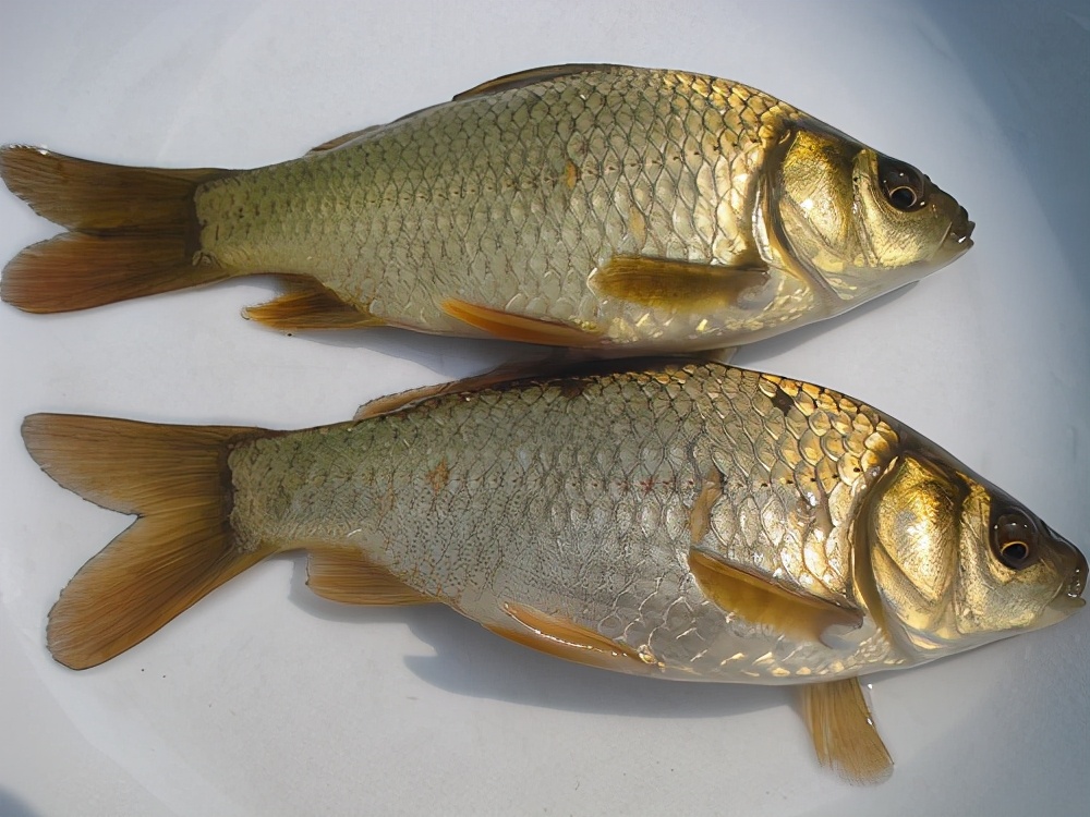像鲤鱼的鲫鱼品种生物工程鱼及生物工程鲫鱼