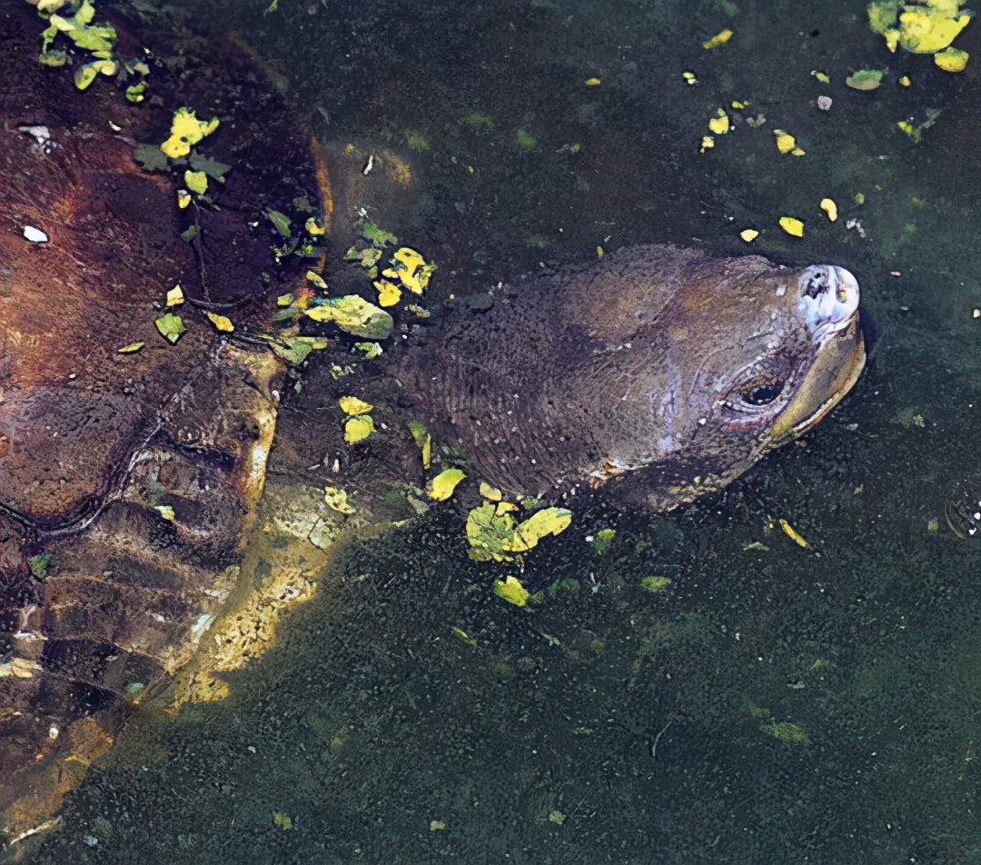 龟类图集_淡水两栖_西南渔业网 水花鱼 水产养殖专业网 渔业行业门户