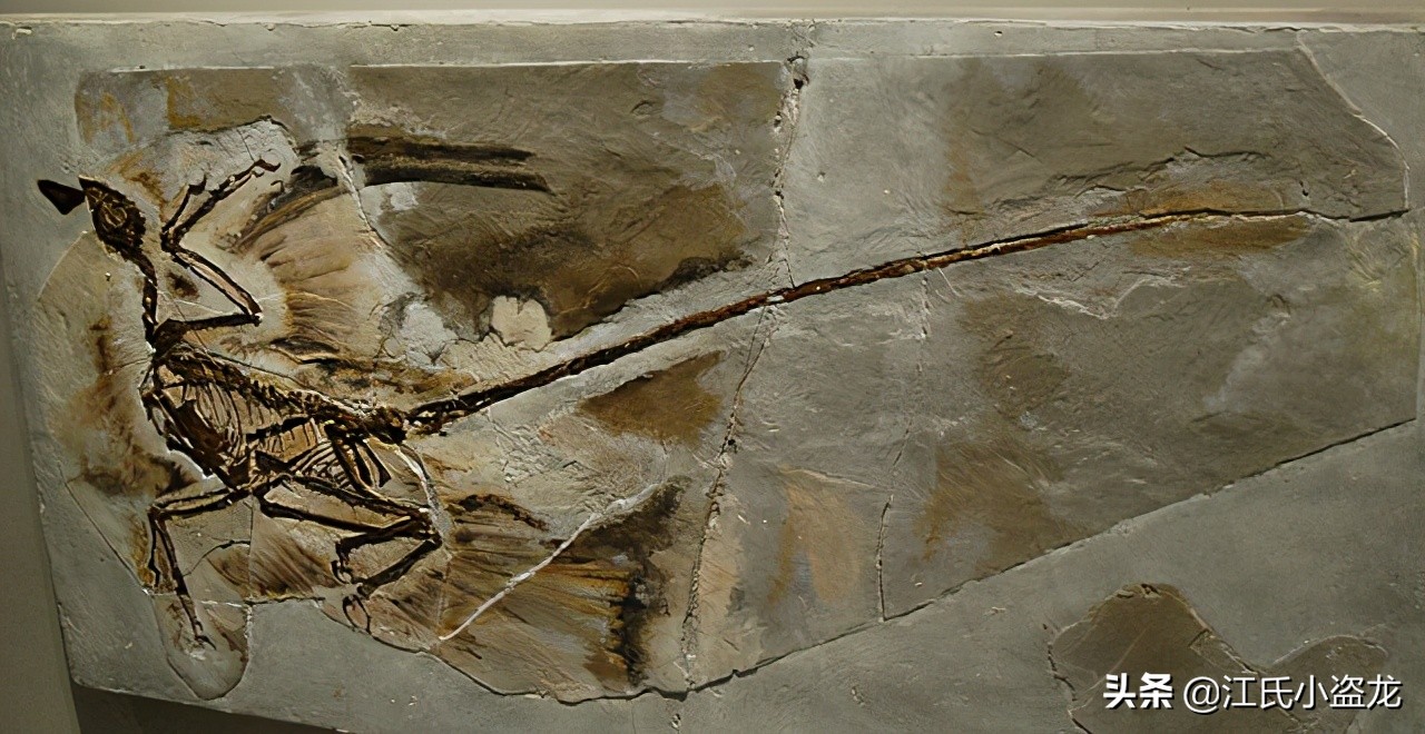 來自中國的羽毛恐龍是這麽換羽毛的