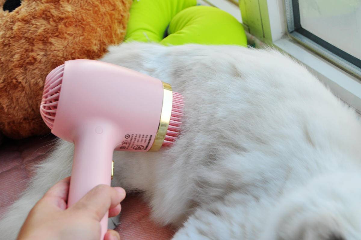呵护宠物从吹梳开始，嗷喵喵智能宠物吹风梳体验