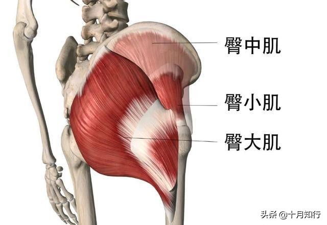 如何練出自己想要的臀形？了解要點，8個動作讓刺激更全面深入