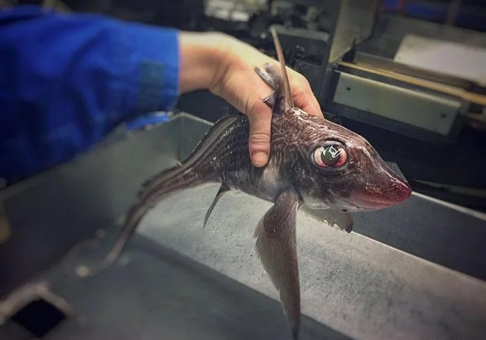 万米深海下的鱼到底有多恐怖，这已经不是鱼了