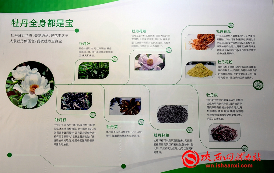 第四屆洽川旅游文化季牡丹嘉年華精彩紛呈 美食美景等你來解鎖（組圖）