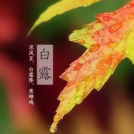 今年白露不一般，八月初一恰逢白露节，有啥说法？看老祖宗怎么说