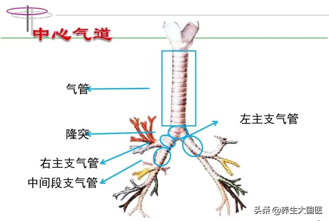 胸悶氣短、呼吸困難,像有東西堵在氣管? 支氣管鏡幫你打開“呼吸之門”