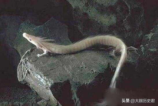 解读现代坠龙事件，真龙究竟是虚幻还是真有其事?