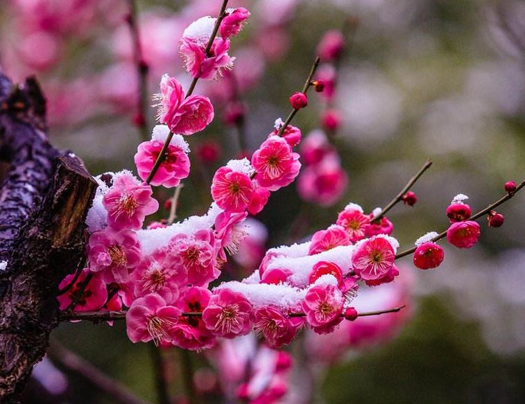 「诗词鉴赏」傲雪寒梅独自开-第3张图片-非凡网