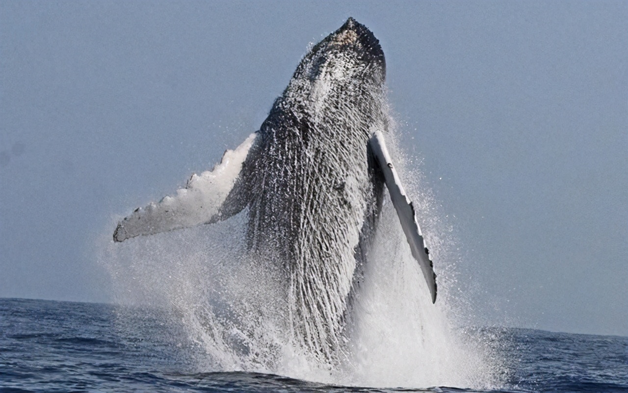 世界最大獵殺型猛獸 藍鯨也是其獵物 遊客目睹75頭虎鯨吃藍鯨 科普大世界 Mdeditor