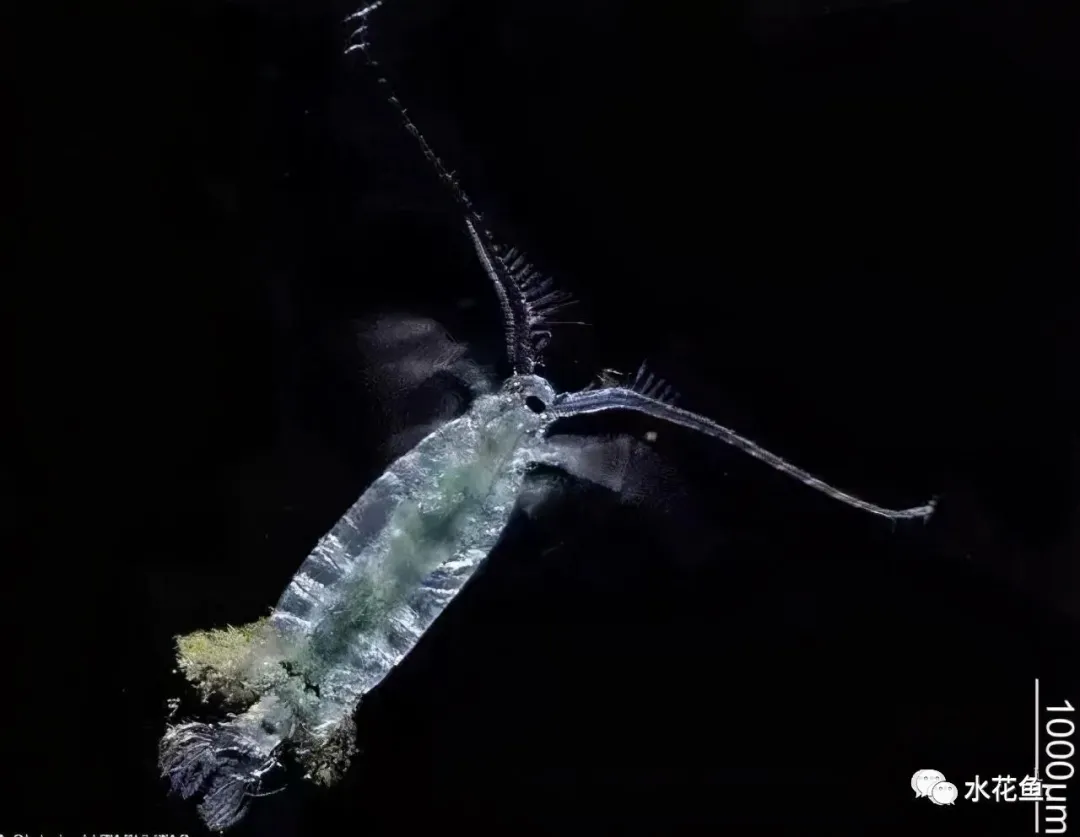 浮游动物与水产养殖:不能多也不能少,保障水生态系统的生物平衡