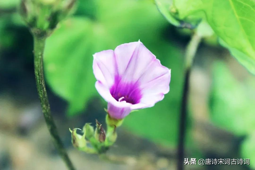 离离牵牛花，萦蔓绕业棘-第1张图片-诗句网