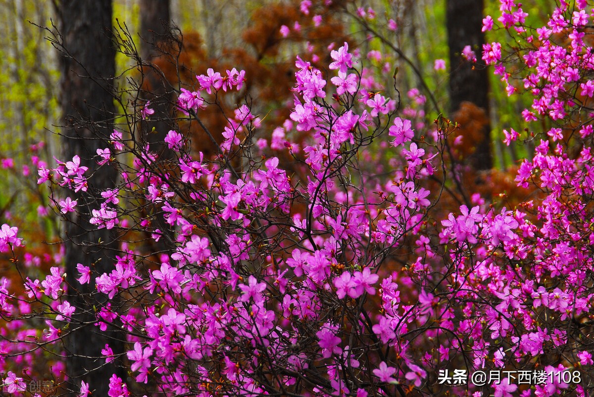 湖南常宁：又是一年春好景，美丽经济助力乡村振兴！