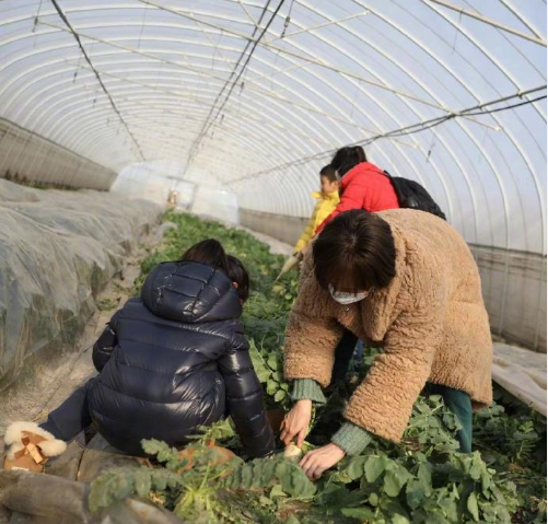 邓超夫妇携子女摘草莓，孙俪穿全绿造型减龄，小花一脸认真很可爱