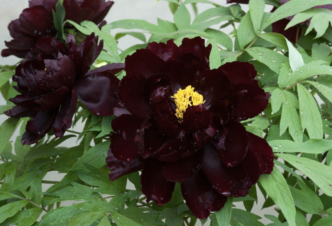 落尽残红始吐芳,佳名唤作百花王,雍容华贵的牡丹欣赏