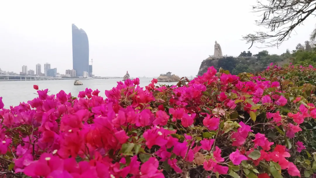 鼓浪屿花景惊艳“上新”,华丽蜕变春日绽放