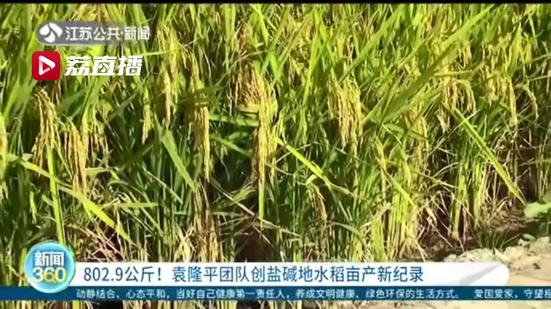 水稻■802.9公斤！袁隆平团队在江苏创下盐碱地水稻亩产量新纪录