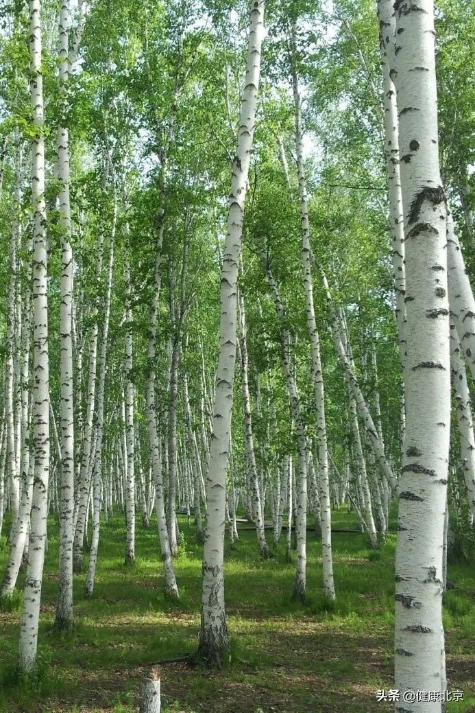 科普專家談健康 花粉過敏煩惱多 協和專家來支招 健康北京 Mdeditor