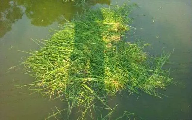 大鱼进窝有征兆!遇到这几种现象,一定要打起精神盯住漂相