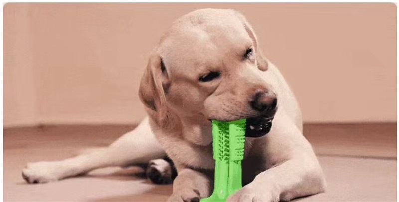 狗狗口腔护理3种模式，你还不知道？