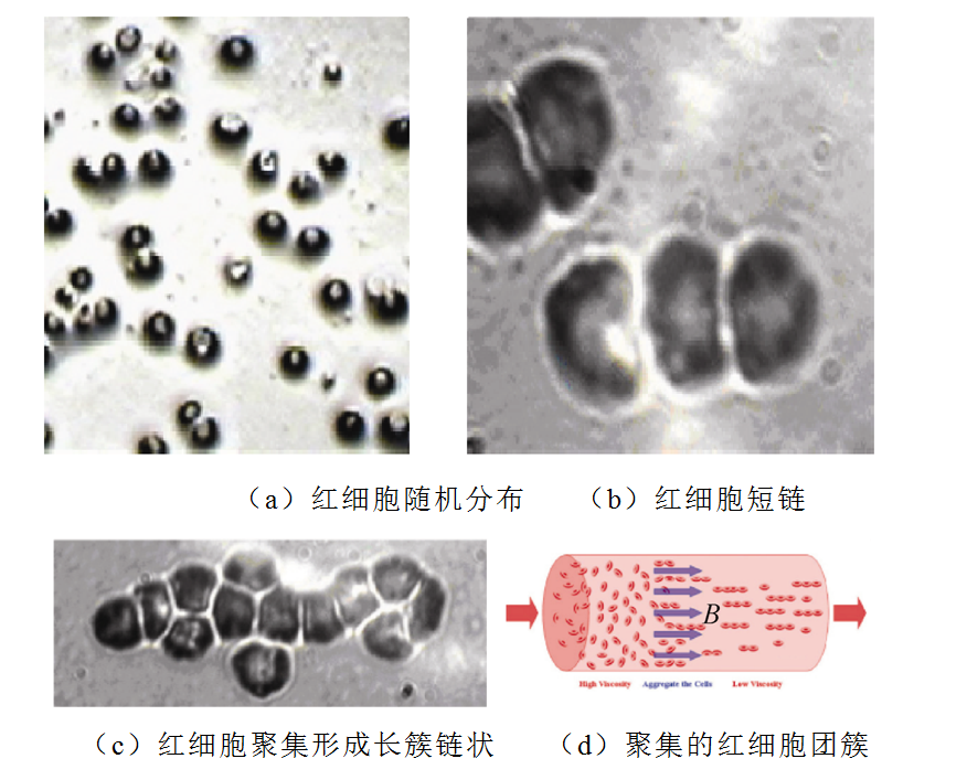 西工大科研团队发表磁场应用于医学及新冠肺炎康复治疗的研究进展