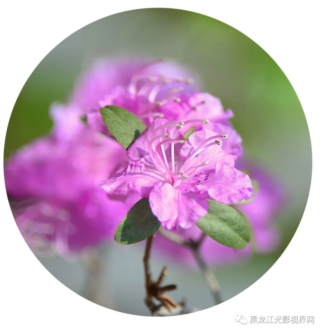 五月的鲜花再次“绽放”,你来了吗?