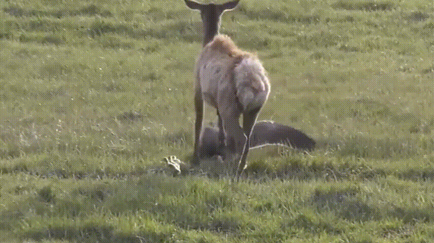 食草動物只吃素？牛馬羊鹿也吃雞