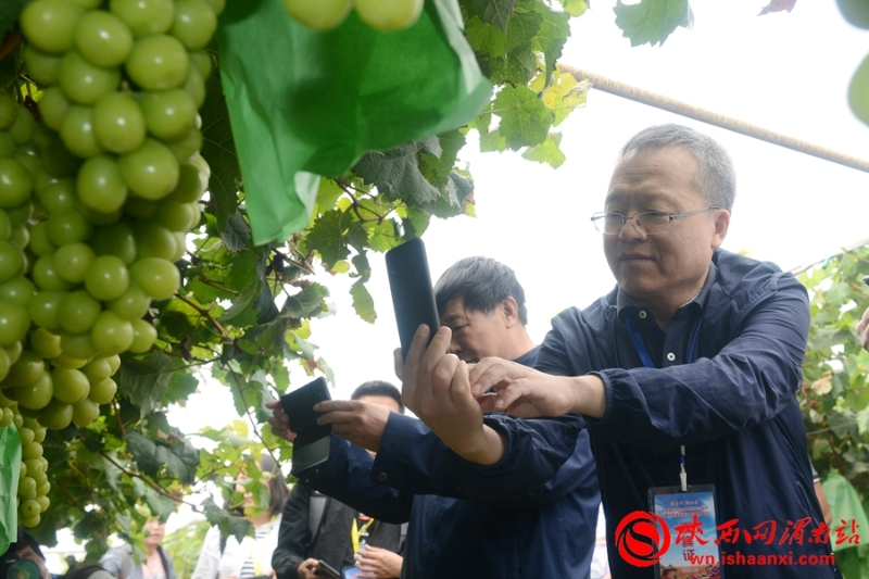 2020年全國葡萄產(chǎn)業(yè)發(fā)展學(xué)術(shù)研討會在合陽舉辦(組圖)
