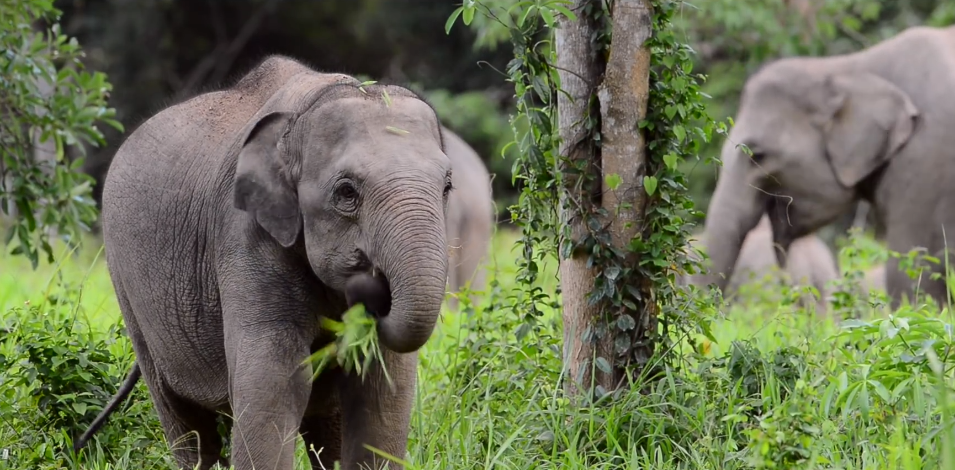 最強貓科的老虎 遇到大象會慫嗎 它會怎麼做 時空探索 Mdeditor