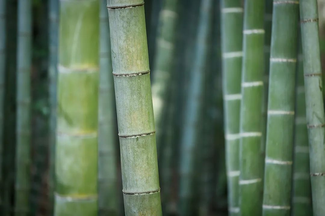 植树节：5种树木，15首诗词，扬起百样情思-第5张图片-非凡网