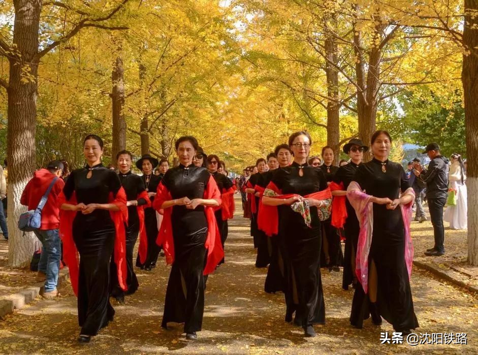 看美图！丹东百年银杏路等你来