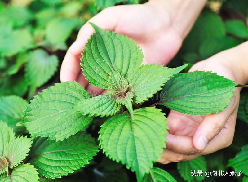 春天挖野菜，送你70种野菜图片大全，教你认识不同的野菜和吃法