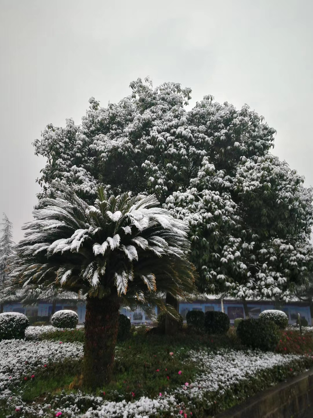 今天，咱们万州下雪啦！不！是垫起了厚厚的白白的雪