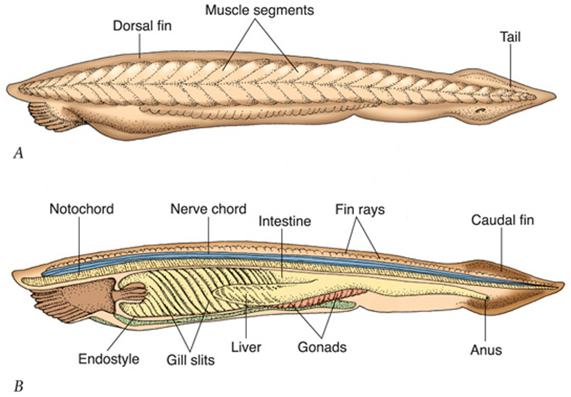 没头，没心脏，没骨头，味道还鲜美，文昌鱼是怎样活5亿年的？