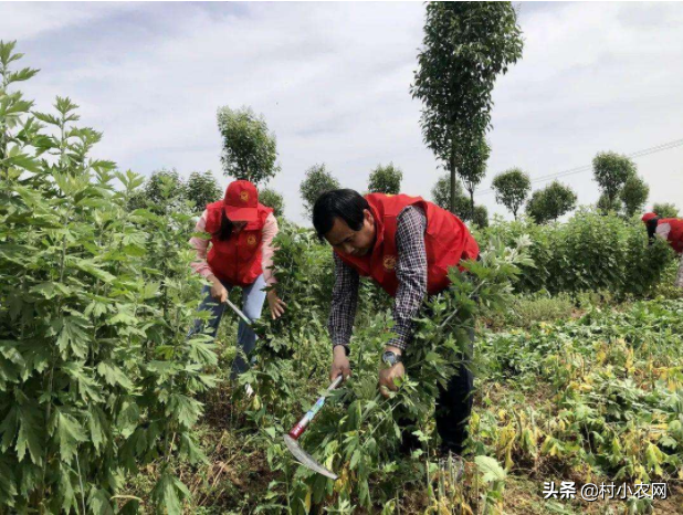 2021年在农村创业，种啥养啥最赚钱？这8个小项目前景广阔