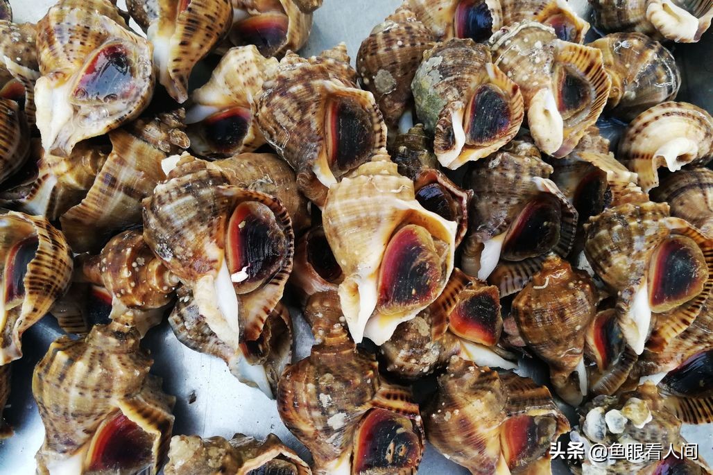 海鲜到市场涨价两成多，4元一斤带鱼到7元，开渔后梭子蟹价稳