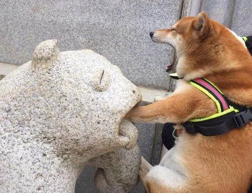 柴犬把你当主人，才会对你有这7个表现，没有的话你就要反思了