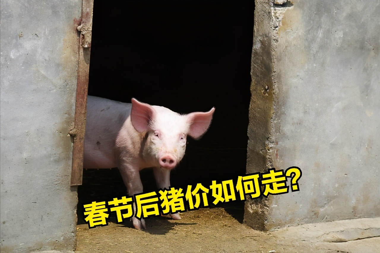 3月5日，猪价“2连跌”行情滑坡式回落，猪价15元一斤梦碎？