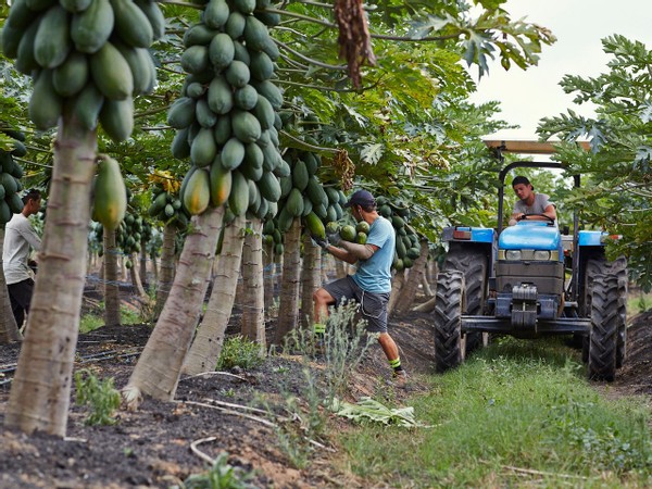 �與世隔絕�的澳大利亞：沒有海外勞工來摘果，農作物成噸腐爛